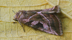 Eucarta virgo