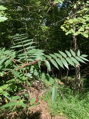 Rhus typhina