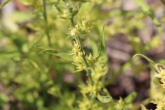 Sisymbrium officinale