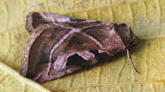 Eucarta virgo
