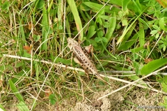 Decticus verrucivorus