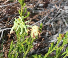 Erica sessiliflora