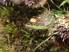 Carpocoris fuscispinus