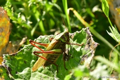 Decticus verrucivorus