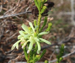 Erica sessiliflora