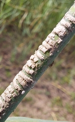Pterygota