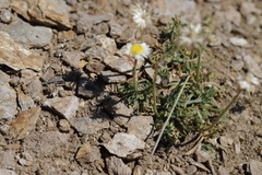 Erigeron compositus