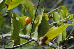 Celtis iguanaea
