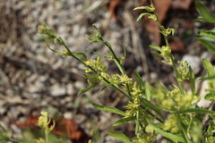 Sisymbrium officinale