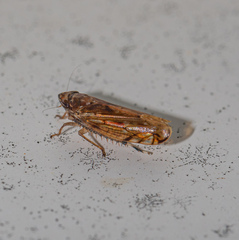 Osbornellus clarus