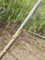 Pterygota