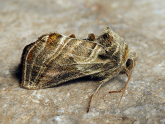 Euchalcia modestoides