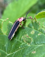 Photinus