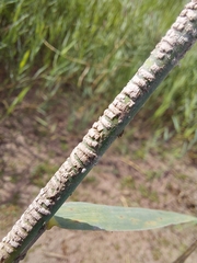 Pterygota