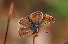 Aricia agestis