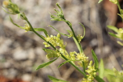 Sisymbrium officinale