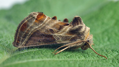 Euchalcia modestoides