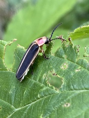 Photinus