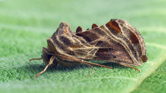 Euchalcia modestoides