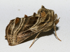 Euchalcia modestoides