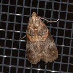 Acrobasis angusella