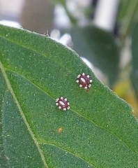 Ceroplastes
