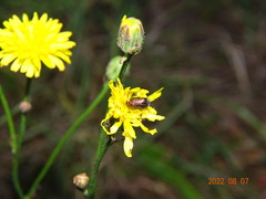 Cryptocephalus sericeus