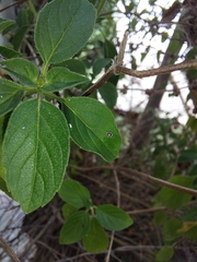 Ceroplastes
