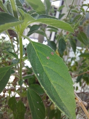 Ceroplastes