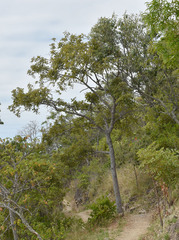 Canarium australianum