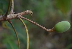 Canarium australianum