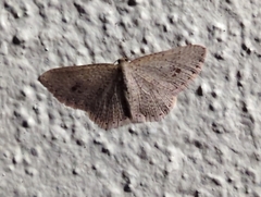 Epicyme rubropunctaria