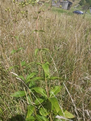 Silphium asteriscus trifoliatum