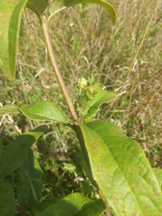 Silphium asteriscus trifoliatum
