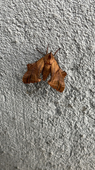 Paonias excaecata