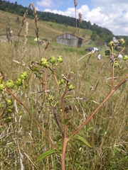 Silphium asteriscus trifoliatum