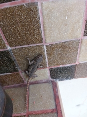 Sceloporus
