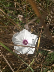 Ipomoea pandurata