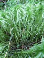 Sphagnum girgensohnii