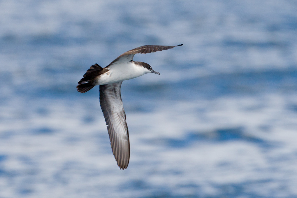 Galapagos Shearwater