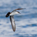 Galapagos Shearwater - Photo (c) Greg Lasley, some rights reserved (CC BY-NC), uploaded by Greg Lasley