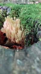 Ramaria stricta