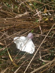 Ipomoea pandurata