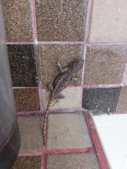 Sceloporus