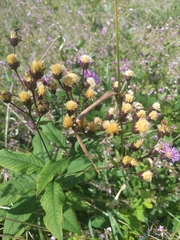 Vernonia glauca