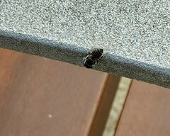 Megachile rotundata