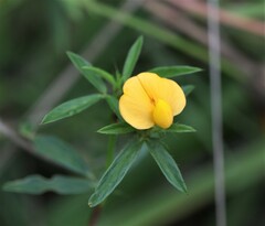 Stylosanthes biflora