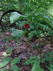 Trillium cernuum