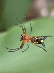 Micrathena funebris