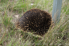 Tachyglossus aculeatus